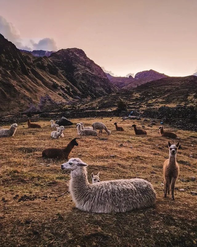 Llama Herding Lares Trek